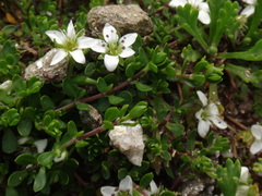Arenaria biflora