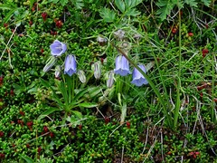 Campanula alpina
