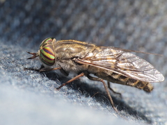 Tabanus nemoralis