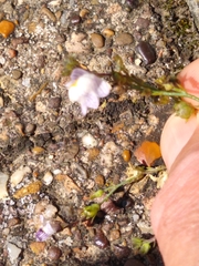 Linaria repens