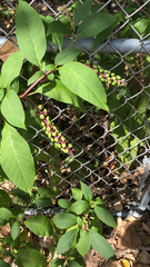Phytolacca americana