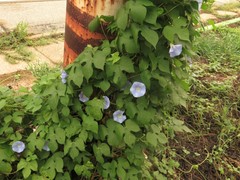 Ipomoea hederacea hederacea