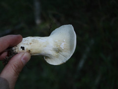 Lactifluus bertillonii