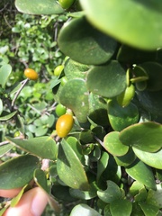 Dovyalis rotundifolia