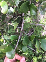Dovyalis rotundifolia