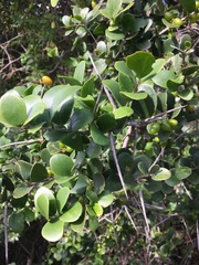 Dovyalis rotundifolia