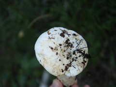 Lactifluus bertillonii