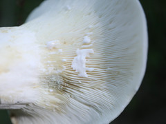 Lactifluus bertillonii