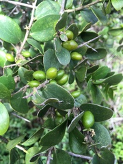 Dovyalis rotundifolia