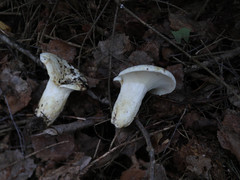 Lactifluus bertillonii