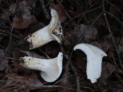 Lactifluus bertillonii