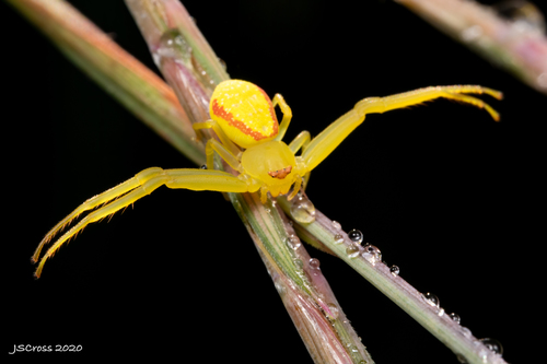 American Green Crab Spider