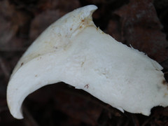 Lactifluus bertillonii
