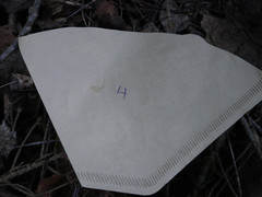 Lactifluus bertillonii