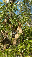 Albizia odorata image