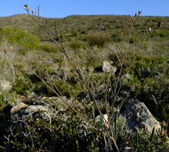 Heliophila linearis linearis