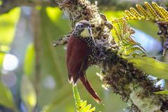 Margarornis squamiger