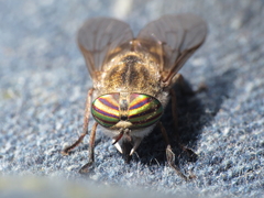 Tabanus nemoralis