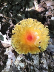 Amanita parcivolvata