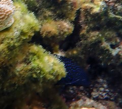 Cephalopholis cyanostigma