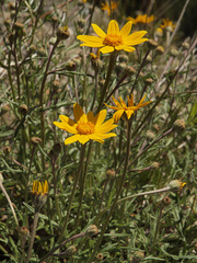 Eriophyllum lanatum lanatum