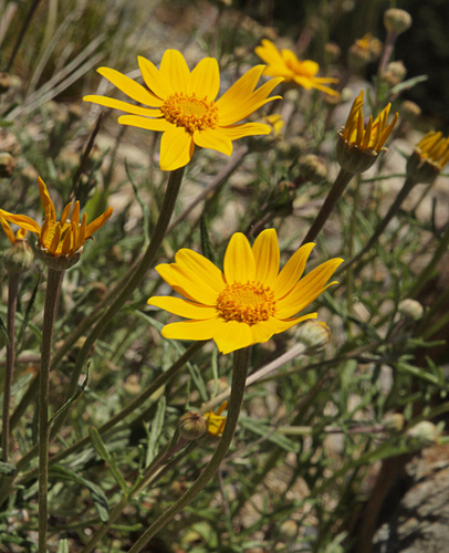 Eriophyllum lanatum var. lanatum