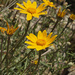 Common Woolly-Sunflower - Photo (c) Susan, some rights reserved (CC BY-NC), uploaded by Susan
