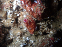 Pyura dura