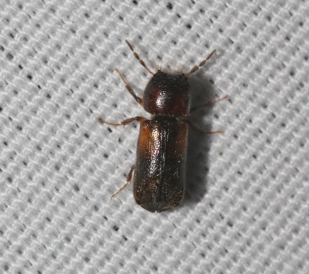 Scobicia suturalis