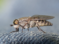 Tabanus nemoralis
