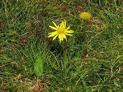 Doronicum clusii