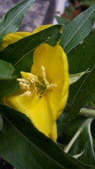 Oenothera biennis