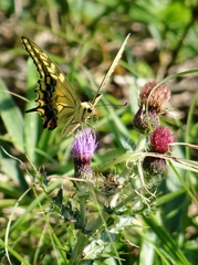 Papilio machaon hippocrates