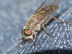 Tabanus nemoralis