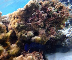 Cephalopholis cyanostigma