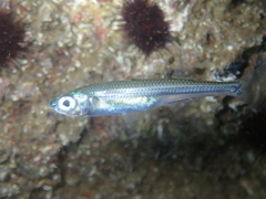 Atherina boyeri