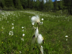 Eriophorum latifolium