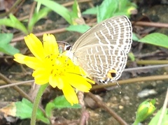 Jamides alecto alocina