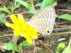 Jamides alecto alocina