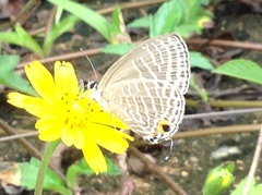 Jamides alecto alocina