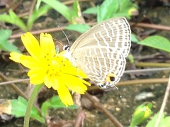 Jamides alecto alocina