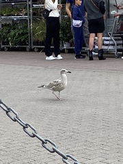 Larus argentatus