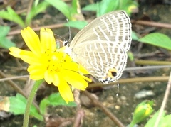 Jamides alecto alocina