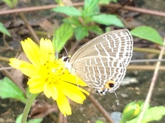 Jamides alecto alocina