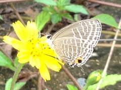 Jamides alecto alocina