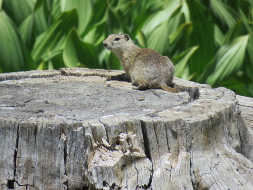 Belding's Ground Squirrel