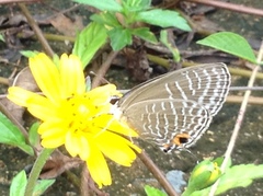 Jamides alecto alocina