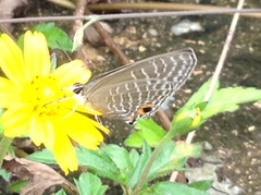 Jamides alecto alocina