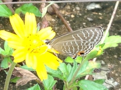 Jamides alecto alocina