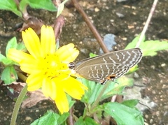 Jamides alecto alocina